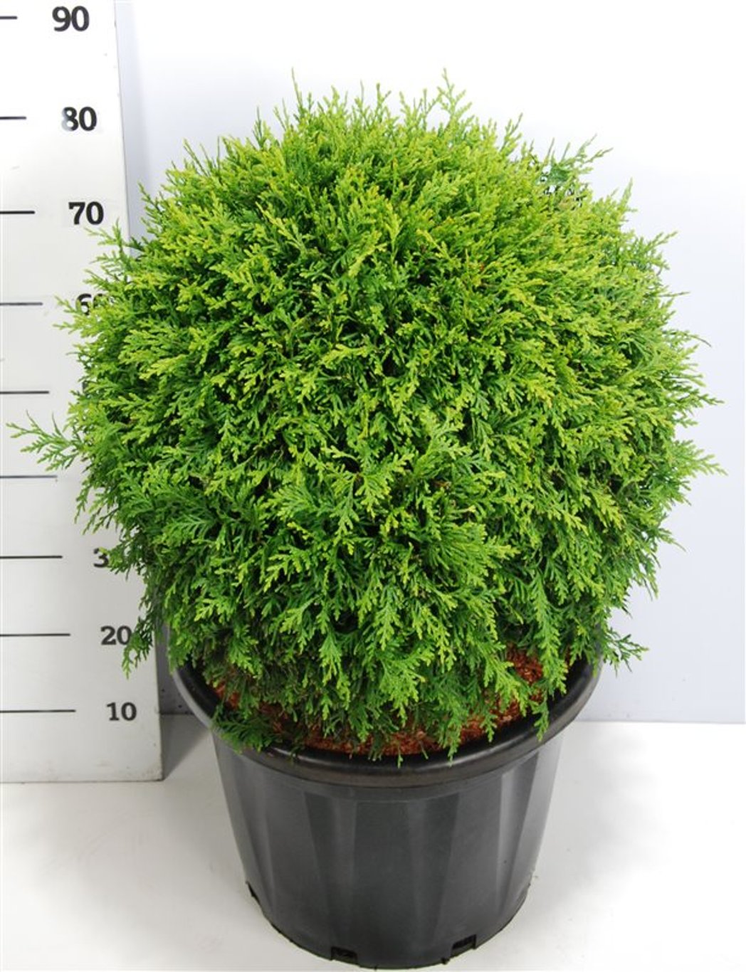 Thuja occ. 'Brabant' - 60 CM Ball Cont.